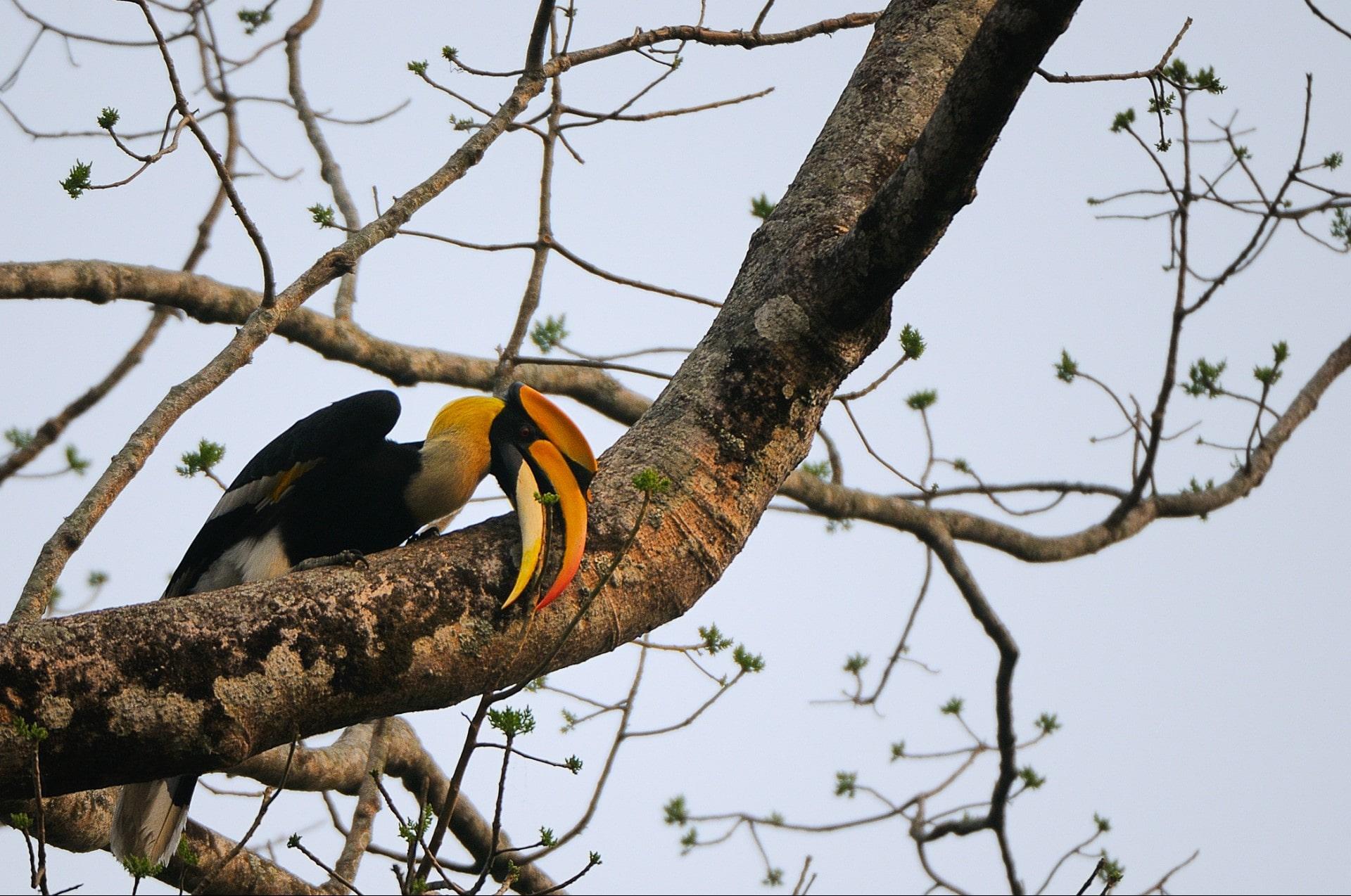 Great Hornbill (Buceros bicornis)