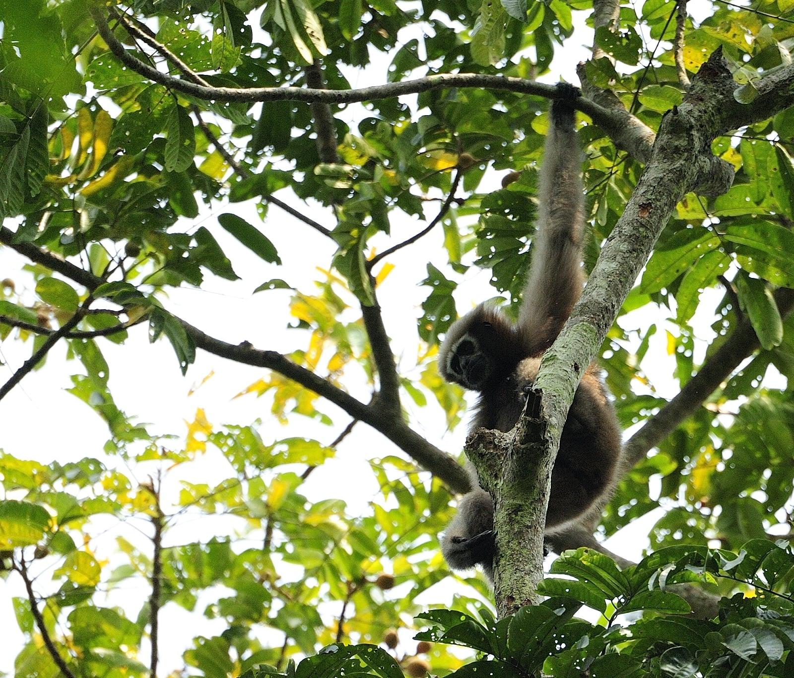 Hoolock Gibbon (Hoolock)