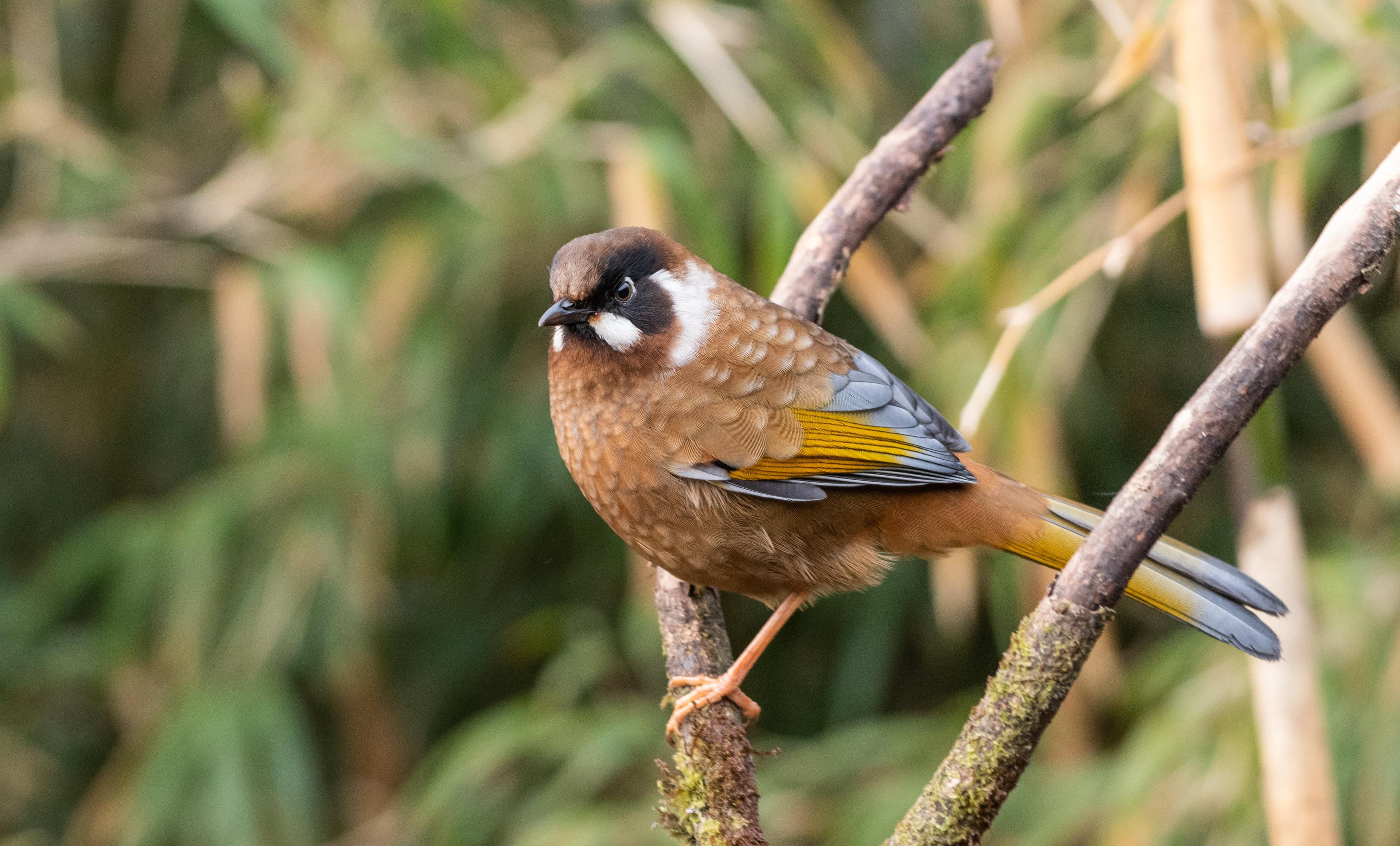 Blak-faced laughing thrush (Trochalopteron affine)