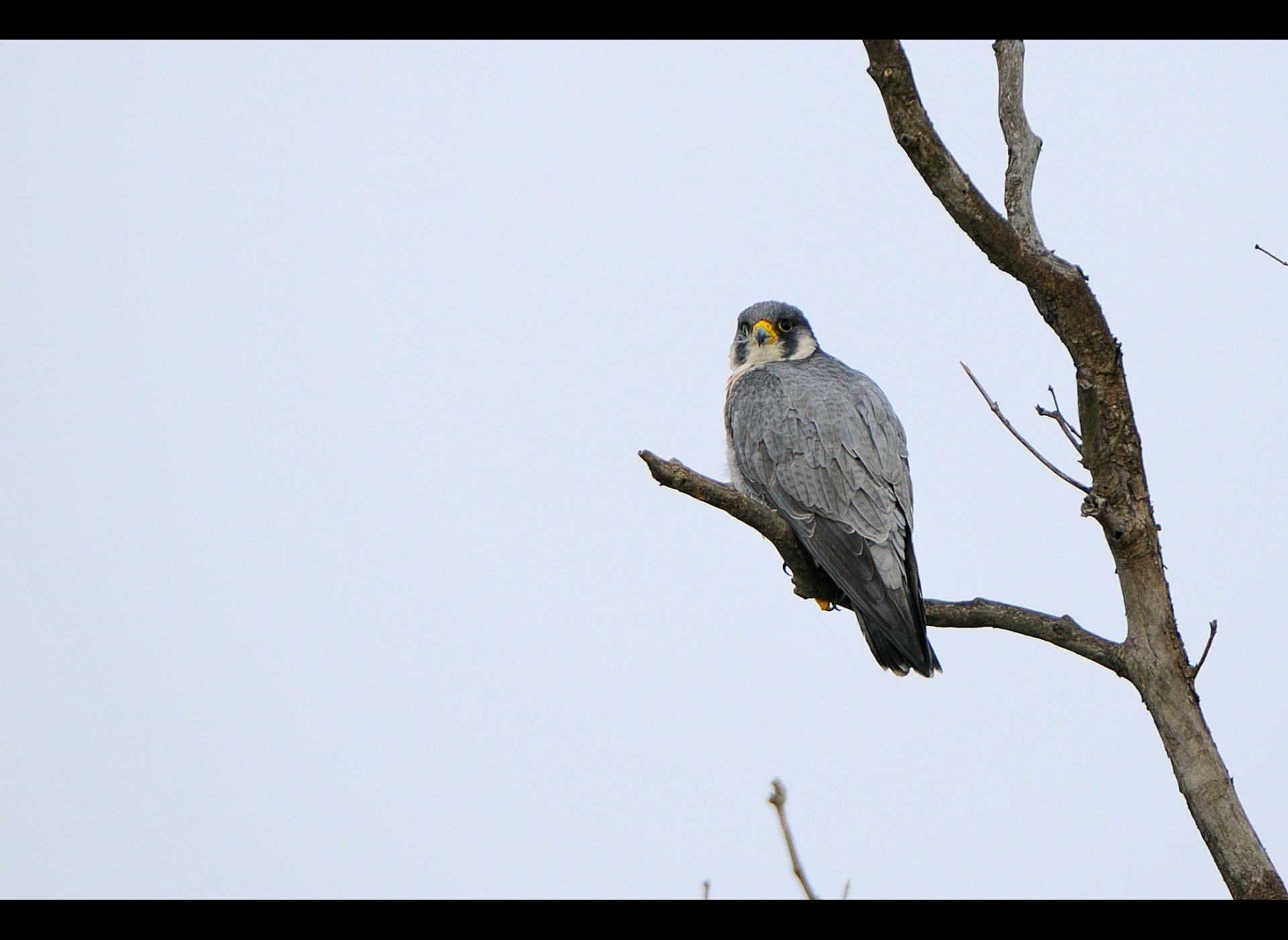 peregrine falcon (Falco peregrinus)