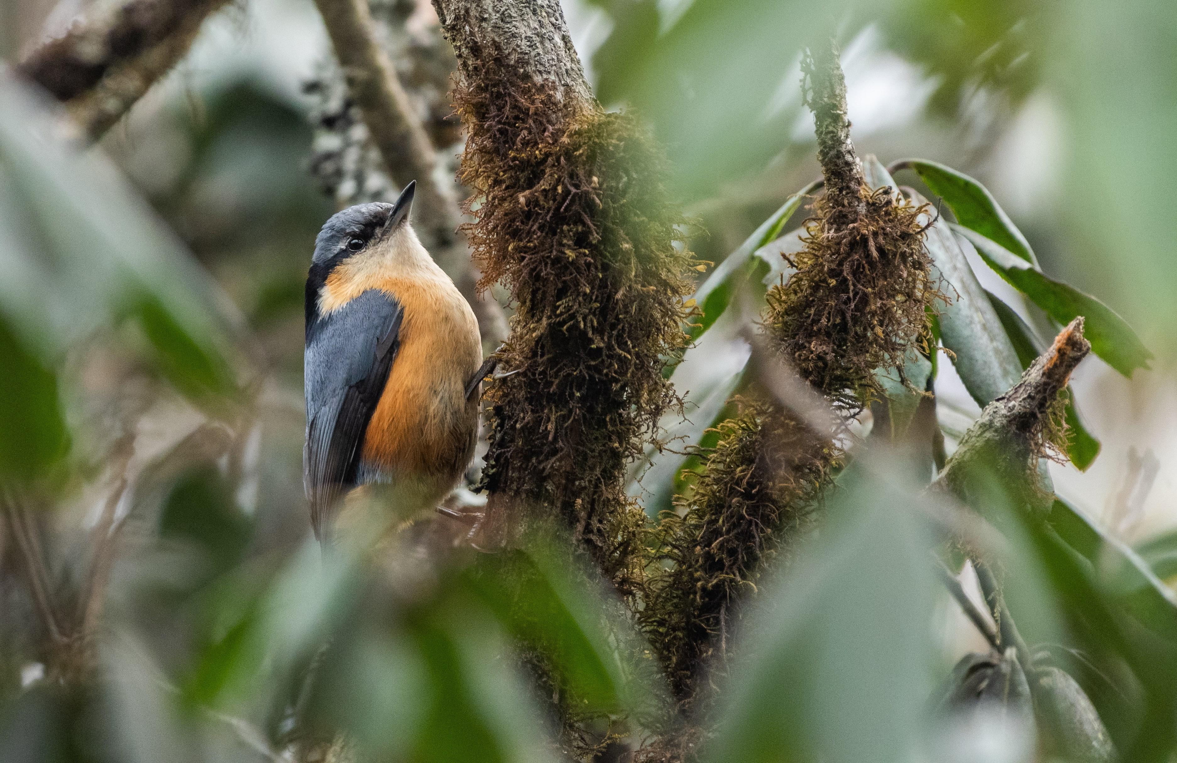 White tailed nuthatch (Sitta himalayensis)