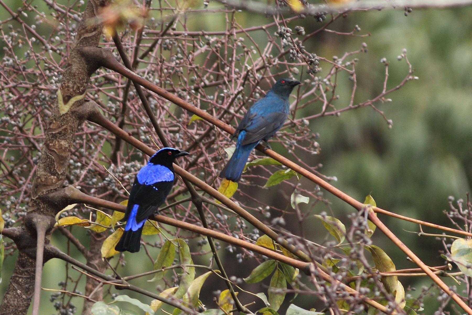 Asian fairy-bluebird (Irena puella)